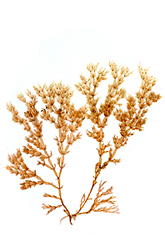 Lomentaria articulata